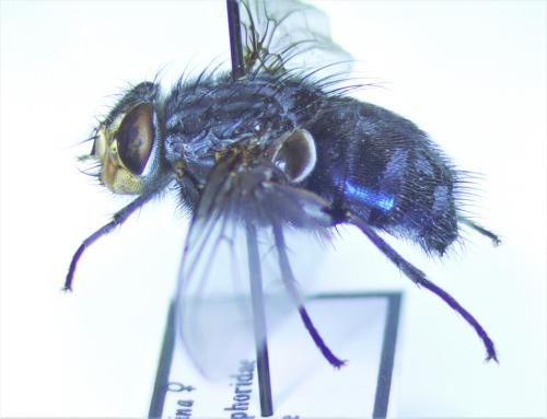 Calliphora vicina